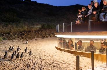 Penguin Underground Viewing
