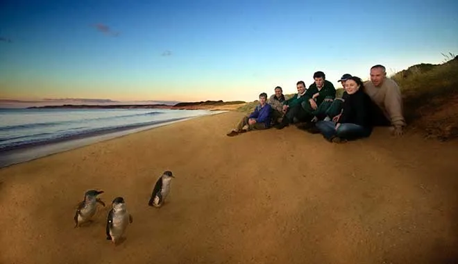 Small Group of 20 | Steam Train and Penguin Island 1-Day Tour-02