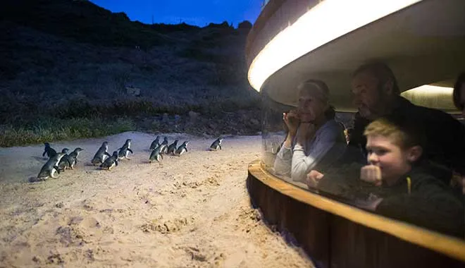 Small Group of 20 | Steam Train and Penguin Island 1-Day Tour-05