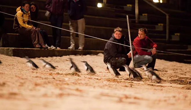 Small Group of 20 | Steam Train and Penguin Island 1-Day Tour-08