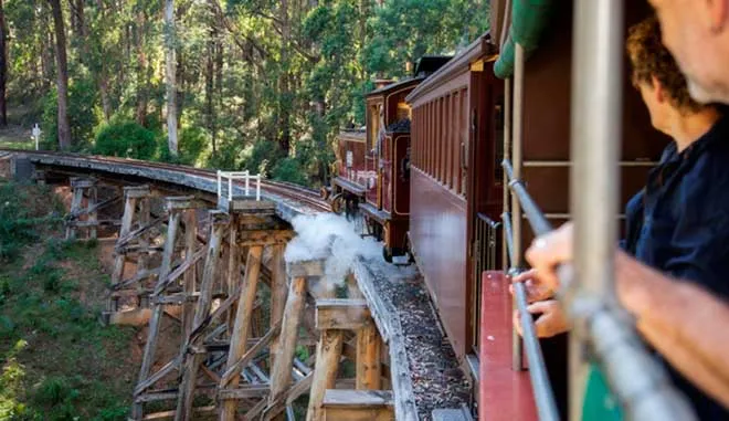 Small Group of 20 | Steam Train and Penguin Island 1-Day Tour-11