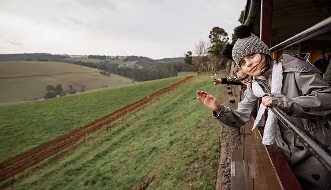 Small Group of 20 | Steam Train and Penguin Island 1-Day Tour-13