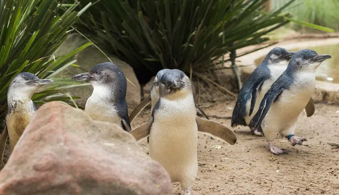 Small Group of 20 | Steam Train and Penguin Island 1-Day Tour-17