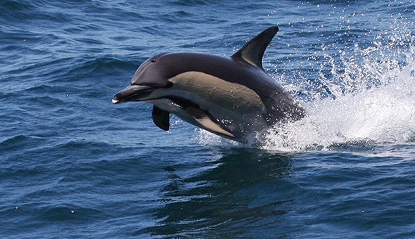 Port Stephens Dolphin Cruise
