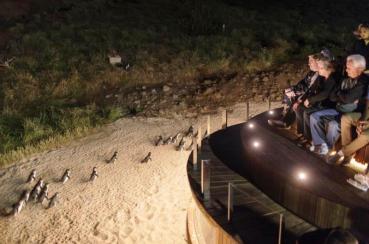 Penguins Plus Viewing