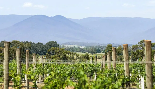 steam-train-and-chandon-winery-tour-in-the-yarra-valley-1-day-tour-15