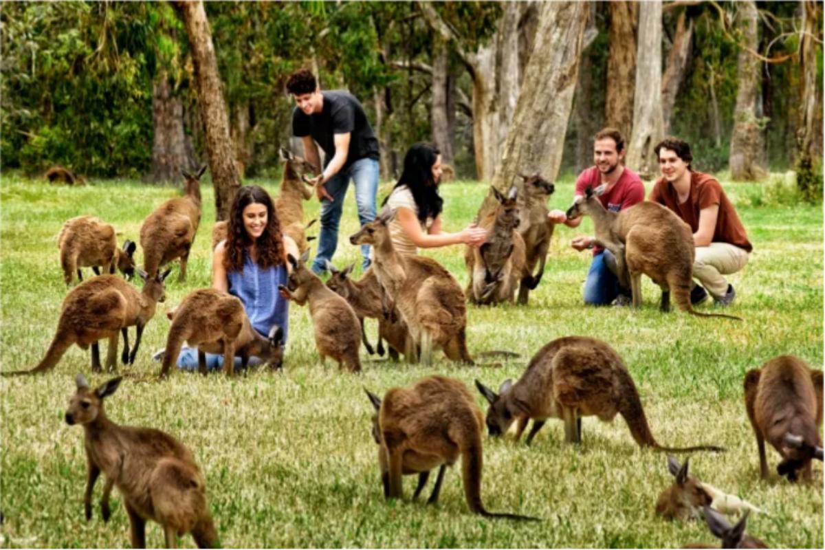 Adelaide Highlights Tour(1)