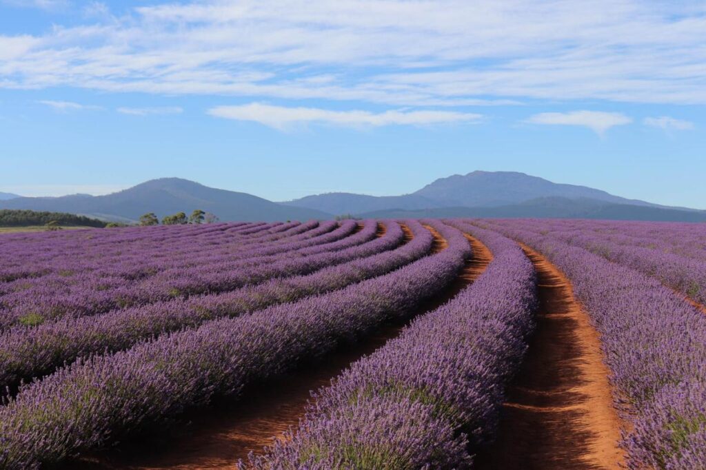 Bridestowe Lavender Estate Launceston