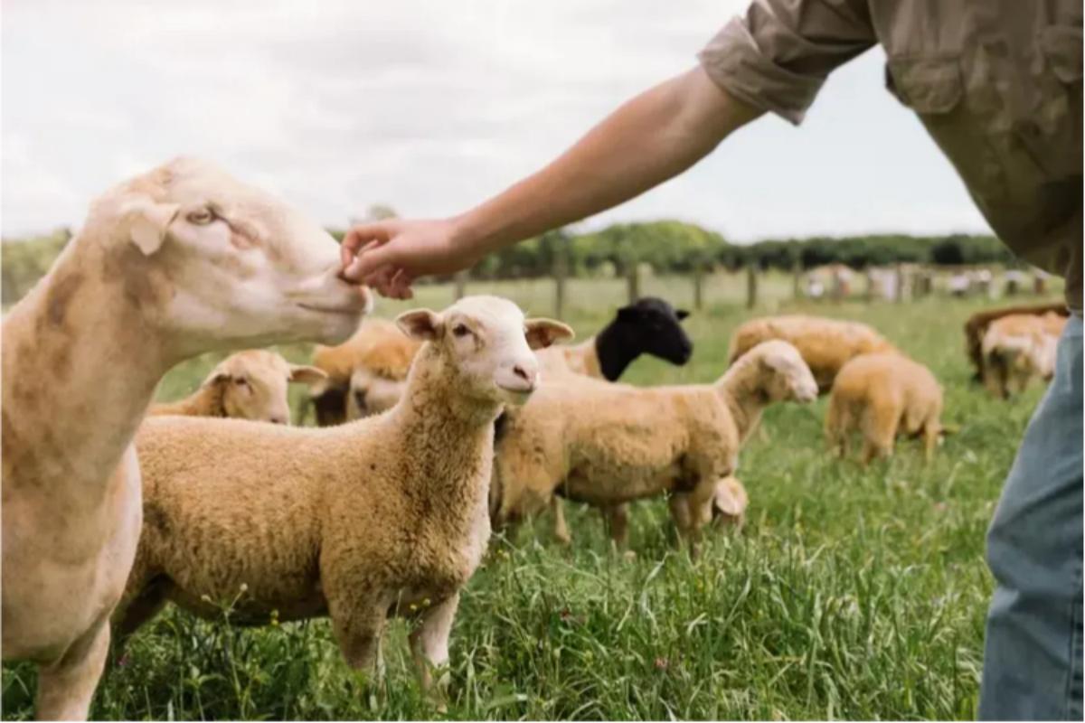 Byron Bay Scenic Tour with Heritage Train & Lake Ainsworth (2)(1)