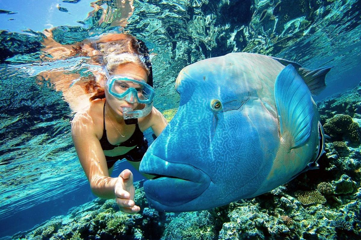 Cairns Reef Magic1