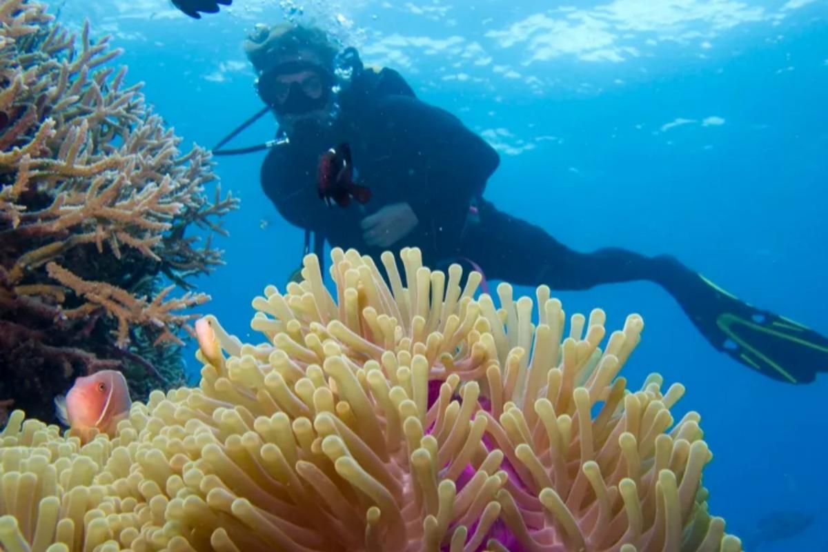 Cairns Silver Swift Agincourt Outer Great Barrier Reef Day Tour