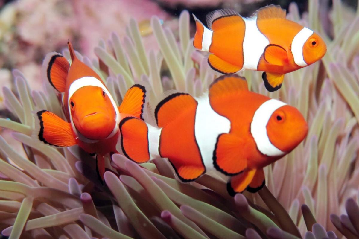 Cairns Silver Swift Agincourt Outer Great Barrier Reef Day Tour1