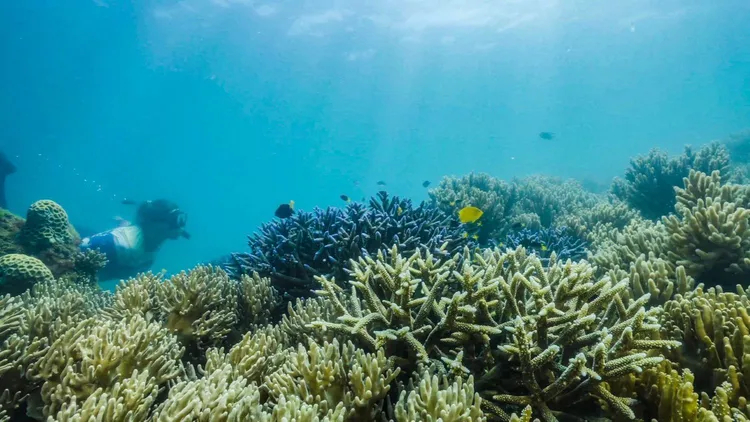 Cairns Sunlover Great Barrier Reef Day Tour6