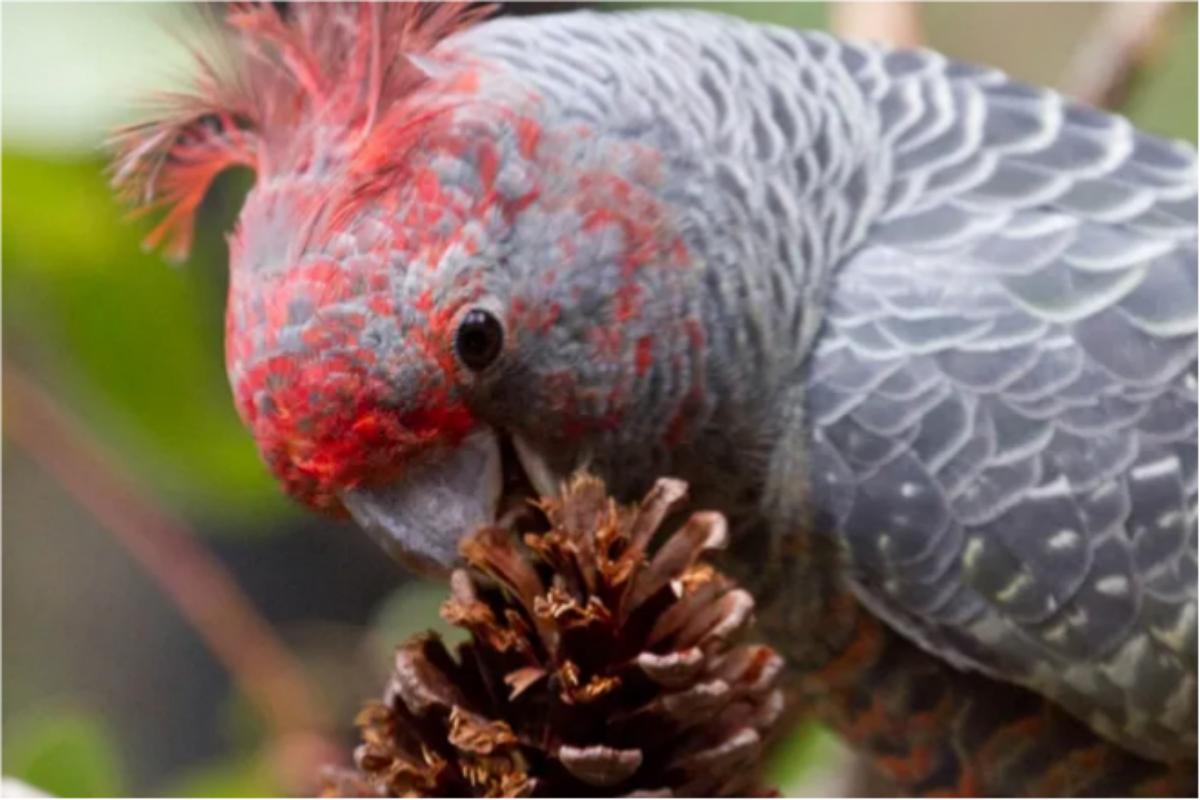 Currumbin Wildlife Sanctuary Ticket with Koala Photo (4)(1)