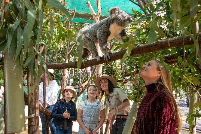 Currumbin Wildlife Sanctuary Ticket with Koala Photo