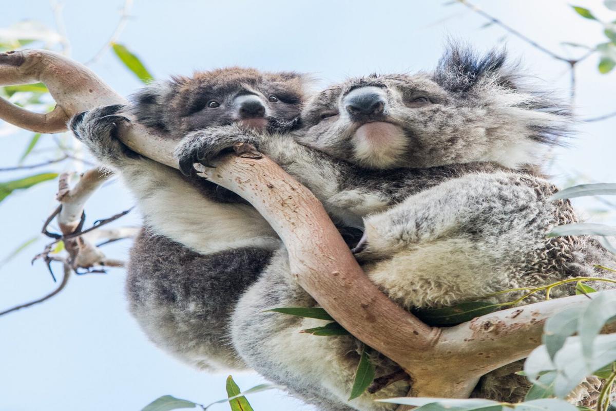 Great-Ocean-Road-Koala-Family(1)