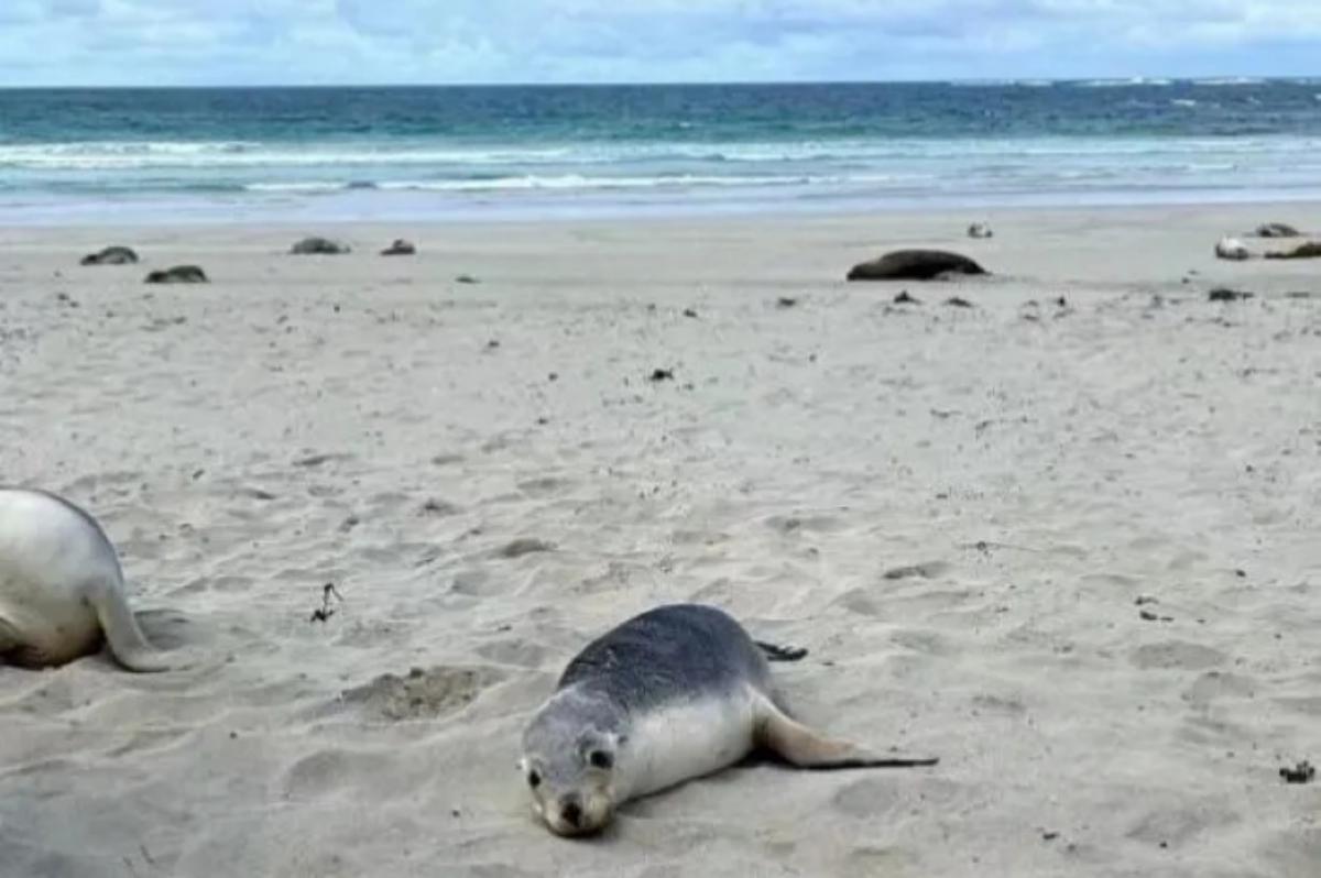 Kangaroo Island Wilderness Tour (4)
