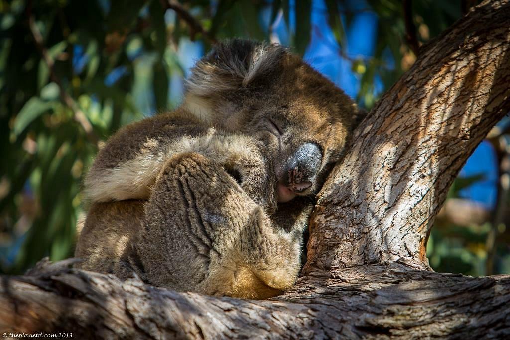 袋鼠島2天1晚全景遊：深度探索野生動物天堂 (6人成團 | 中文)