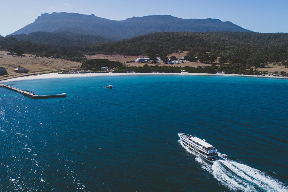 Wombats at Maria Island