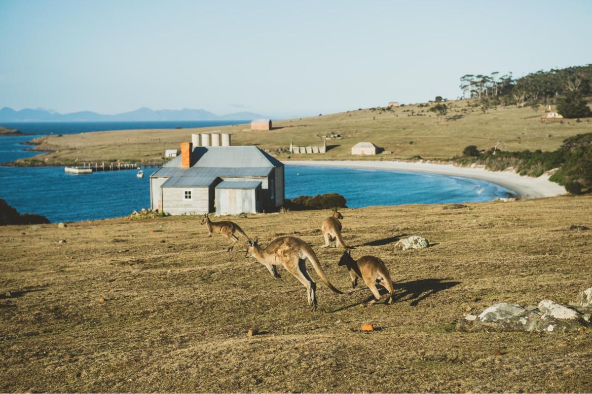 Maria Island with kangaroos