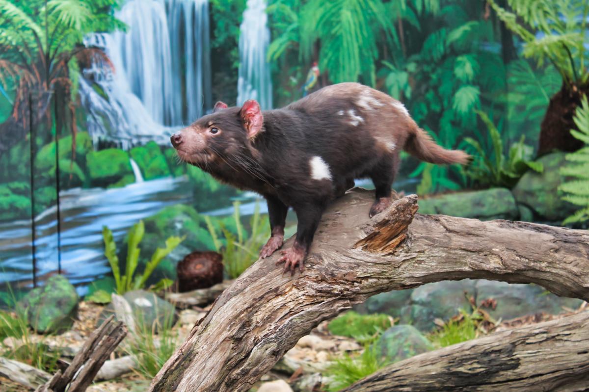 Melbourne Maru Wildlife Park