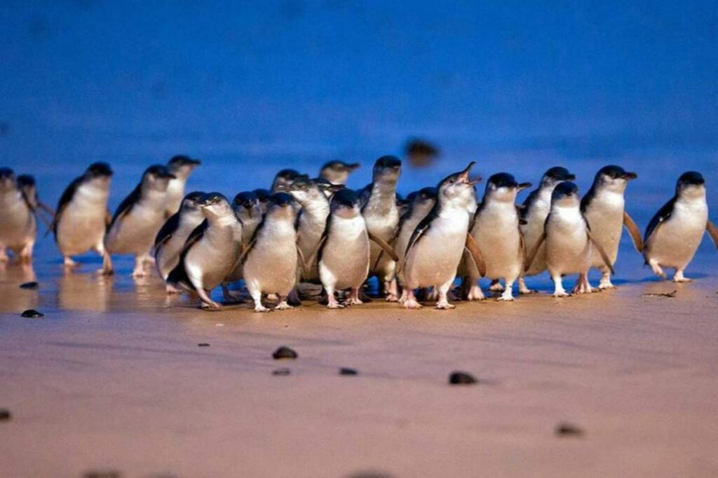 Melbourne Penguin Parade