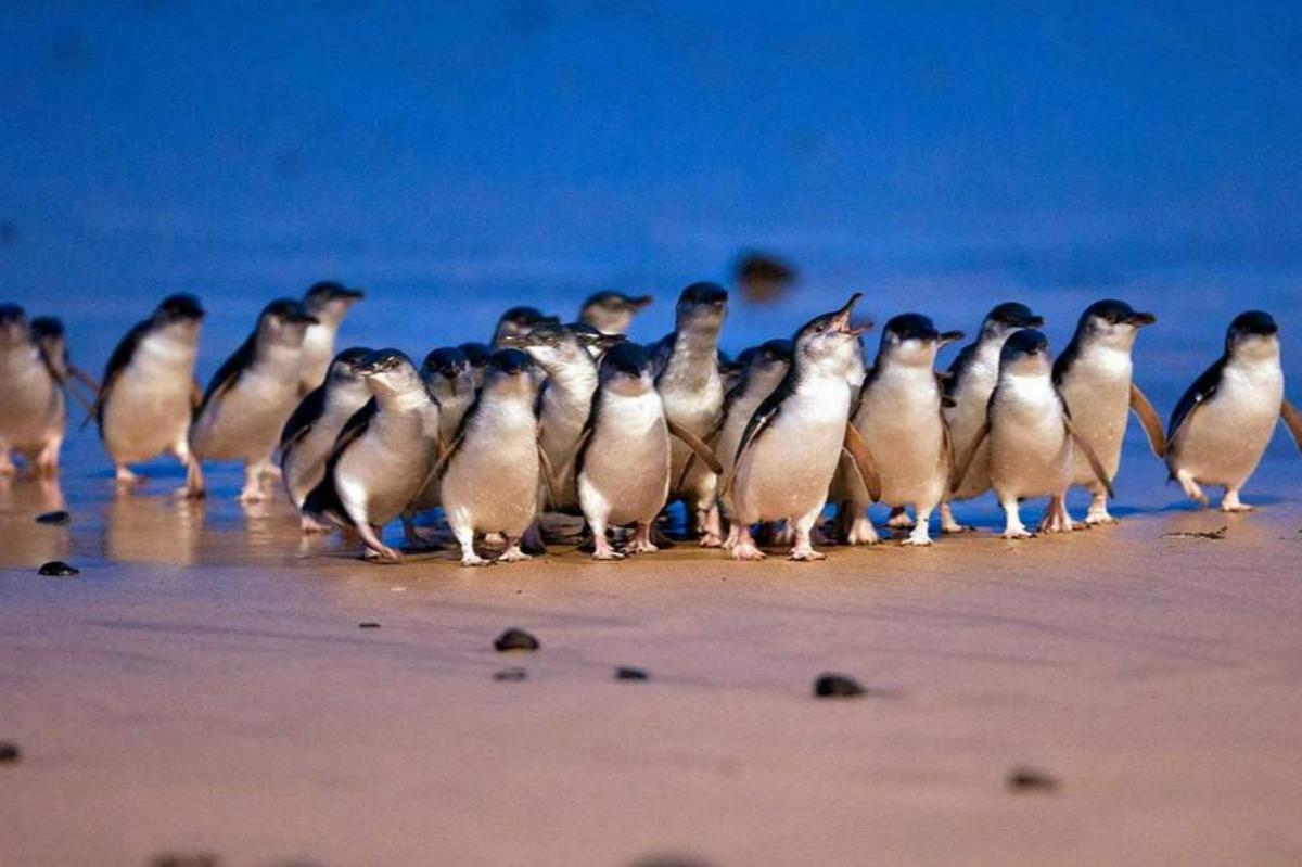 Melbourne Penguin Parade