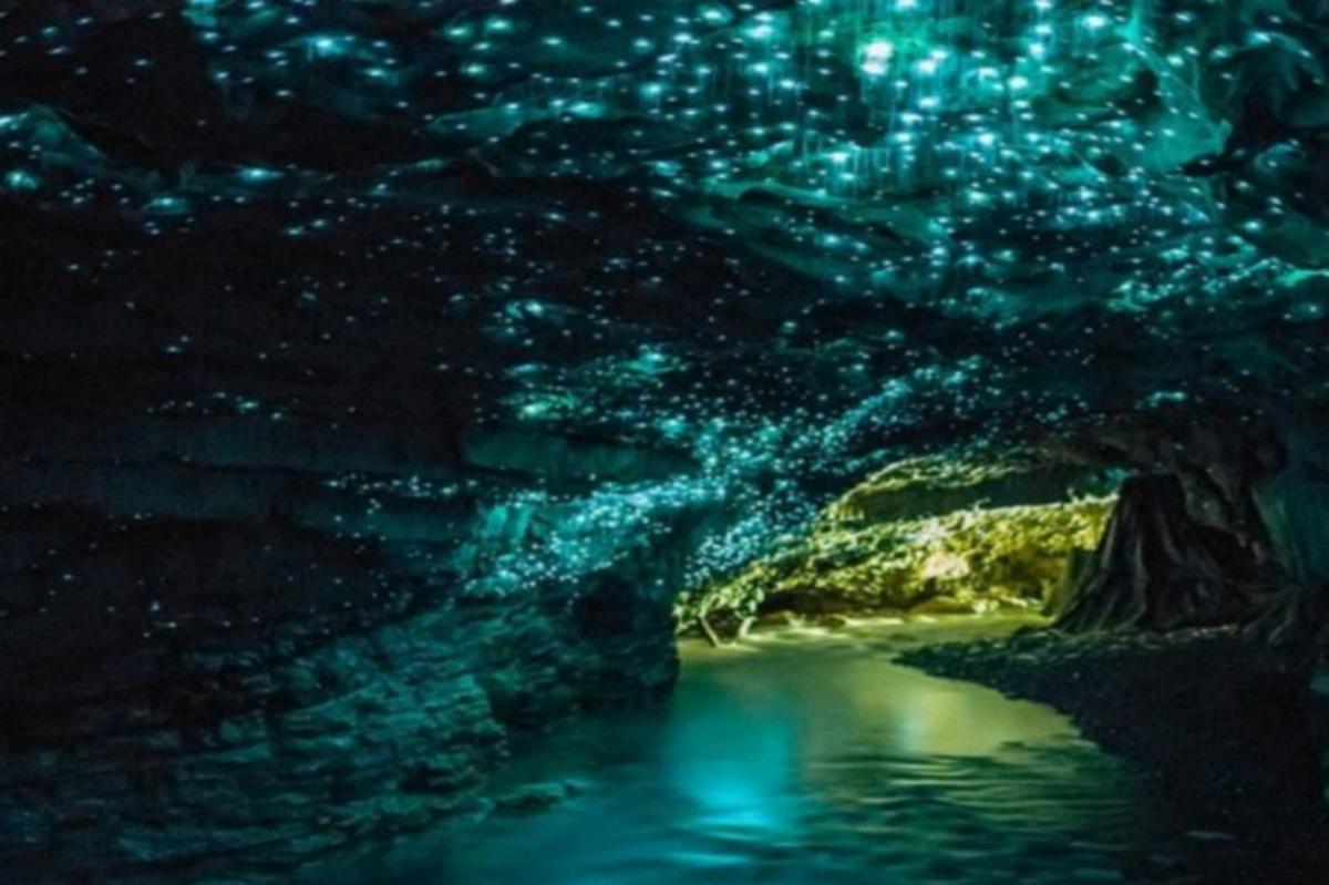 Night Tour Gold Coast1