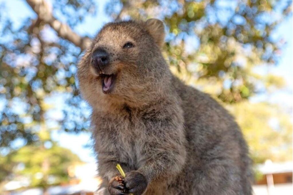 Smiling Kangaroo-Quokka