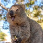 Smiling Kangaroo-Quokka