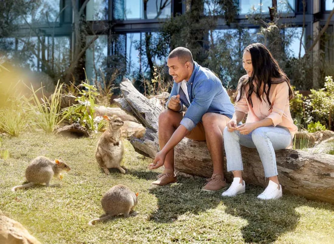 Sydney Wildlife Retreat at Taronga Zoo & Opera House (2)