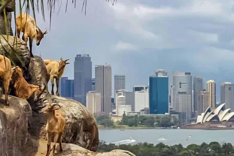 Sydney Wildlife Retreat at Taronga Zoo & Opera House (7)