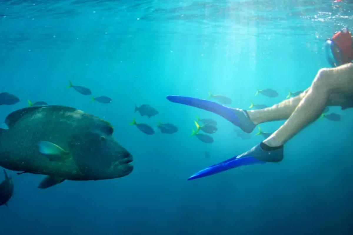 Whitsundays Airlie Beach Hardy Reef Return Cruise Day Tour2