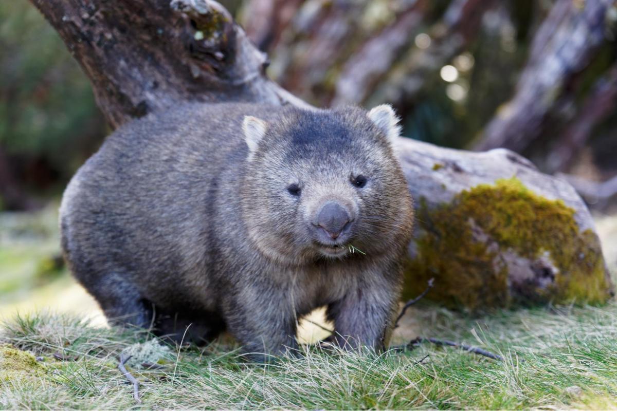 Wombat cradle mountain