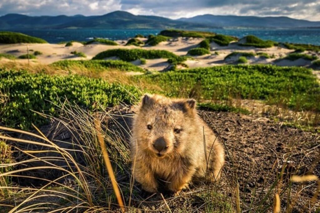Wombats at Maria Island