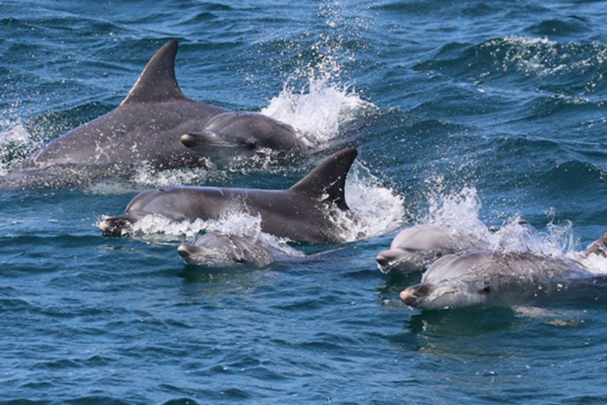 dolphin Jervis bay
