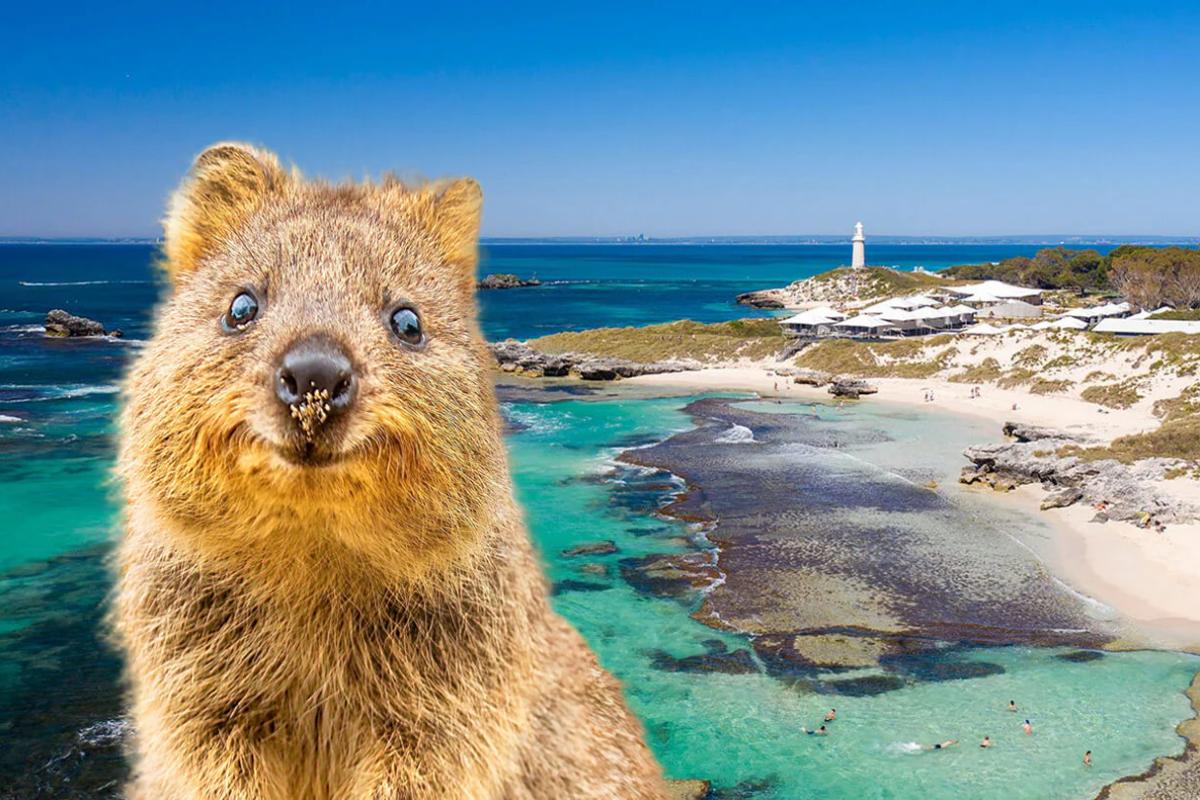 Quokkas at Rottnest Island