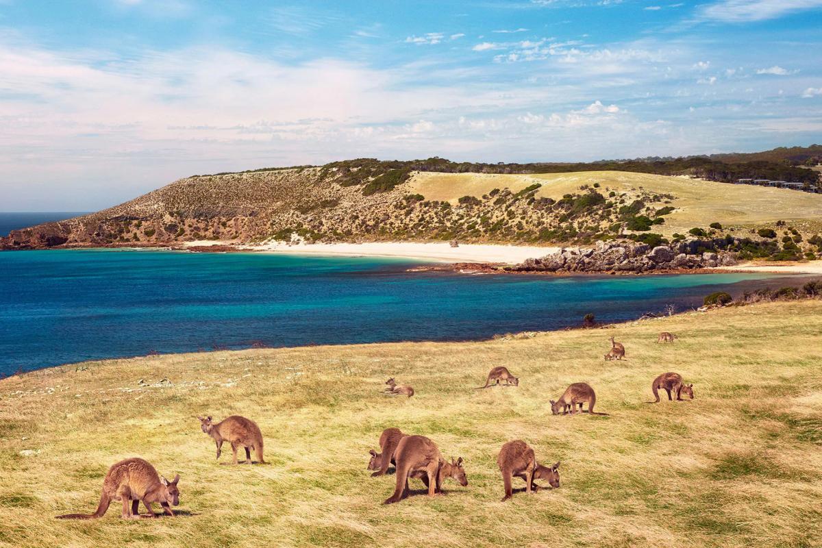 kangaroo island south australia (3)