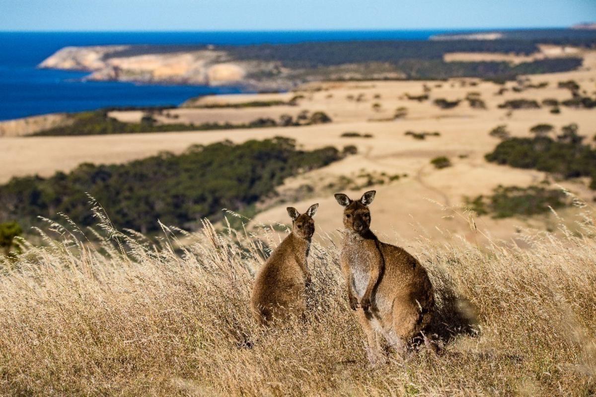 kangaroo island south australia (4)