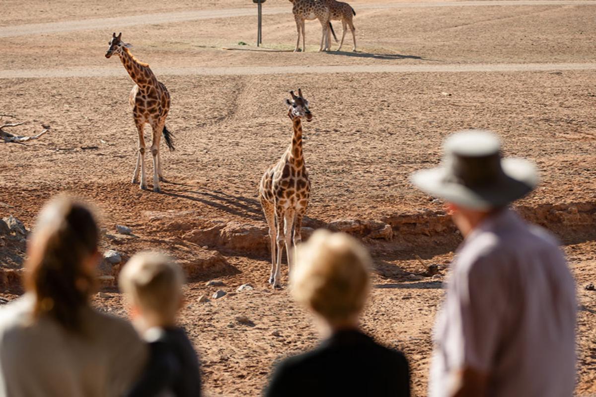 monarto zoo Adelaide