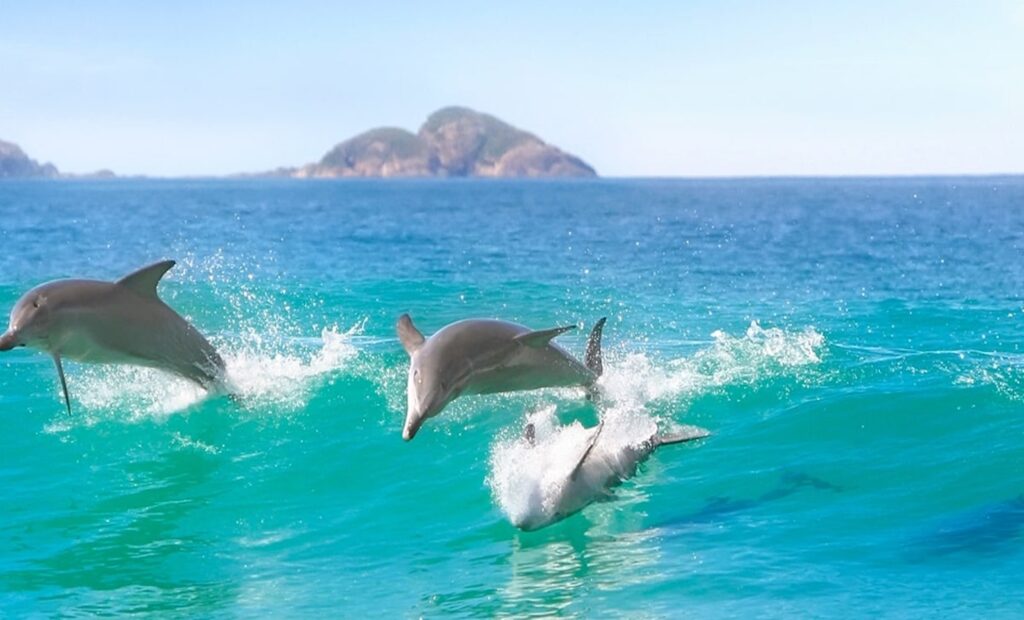 sydney Nelson Bay dolphin