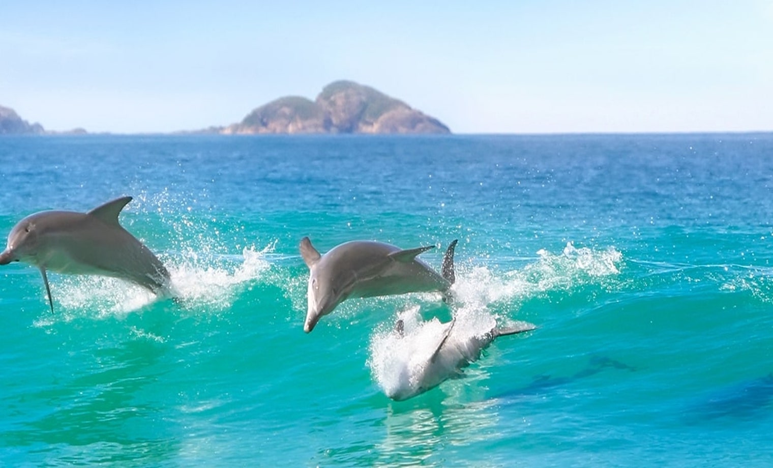 sydney Nelson Bay dolphin