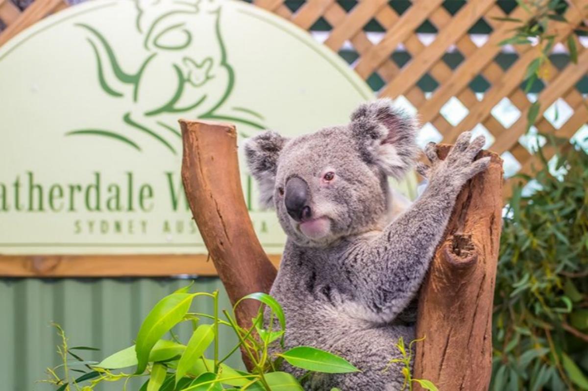 sydney blue mountain wildlife park(1)