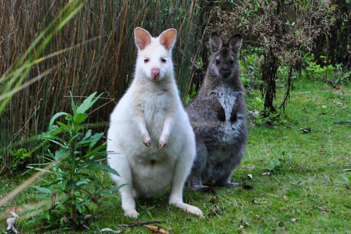 white wallabies