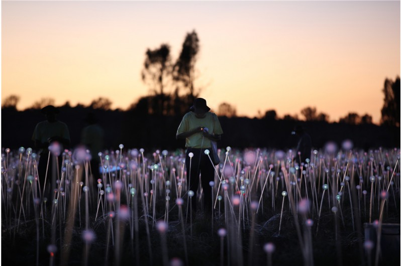 Field of Light Uluru