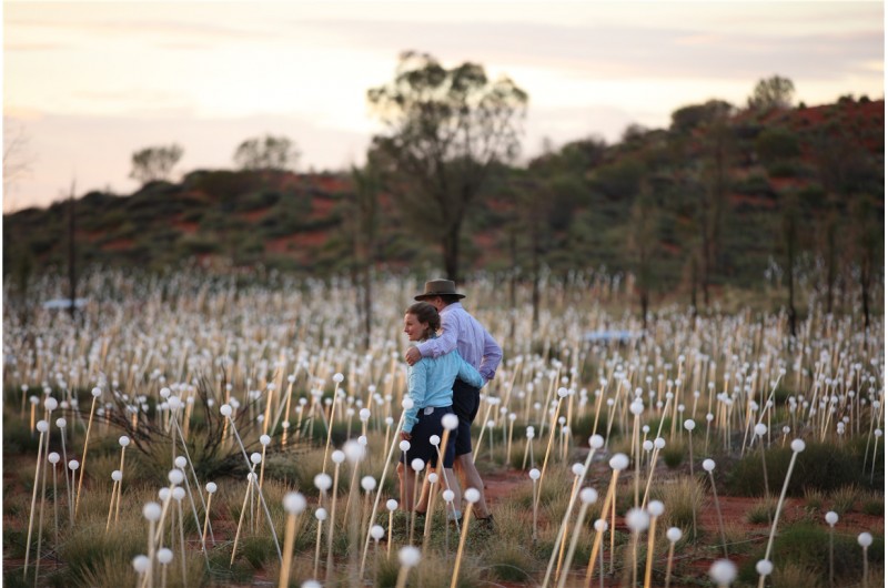 Field of Light Uluru1
