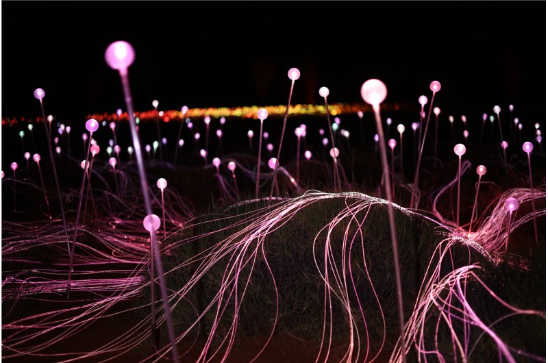 Field of Light Uluru3