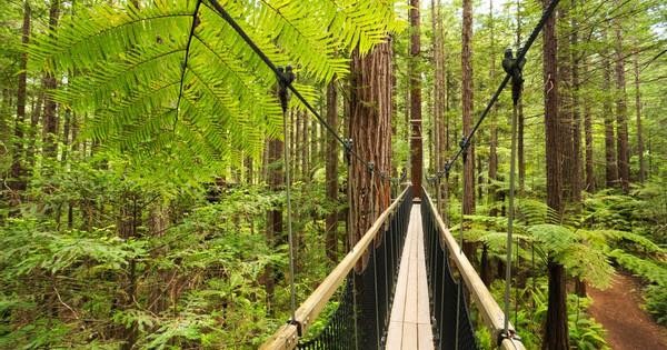 NZ North Island Middle-earth Rotorua Tour3