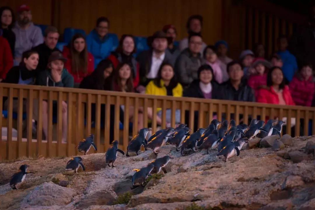 New Zealand South Island blue penguins returning to shore